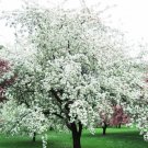15+ Molton Lava Crab Apple Seeds Malus Fresh Garden