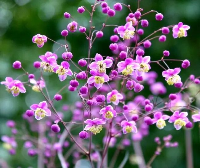 20 Lavender Mist Meadow Rue Seeds Thalictrum Rochebruneanum &acirc;��Lavender Mist&acirc;�� Fresh Garden