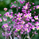 20 Lavender Mist Meadow Rue Seeds Thalictrum Rochebruneanum ‘Lavender Mist’ Fresh Garden