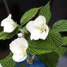 20 Black Jetbead Seeds Rhodotypos Scandens Fresh Garden