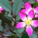 12 Redleaf Rose Seeds Rosa Rubrifolia Fresh Garden