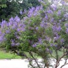 25 Abbeville Blue Chaste Tree Seeds Vitex Agnus Castus 'Abbeville Blue' Fresh Garden