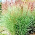 50 Morning Light Grass Seeds Miscanthus Sinensis Fresh Garden
