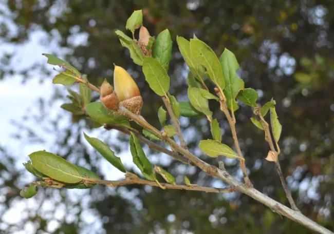 10 Coast Live Oak Acorns Quercus Agrifolia Fresh Garden