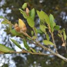 10 Coast Live Oak Acorns Quercus Agrifolia Fresh Garden