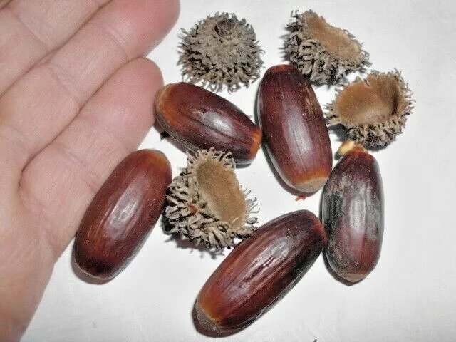 12 Cork Oak Acorns Quercus Suber Fresh Garden