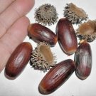 12 Cork Oak Acorns Quercus Suber Fresh Garden