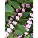 20 Welchs Pink Beautyberry Seeds Callicarpa Americana 'Welch'S Pink' Fresh Garden