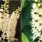 30 Vanilla Spice Sweet Pepperbush Seeds (Clethra Alnifolia Vanilla Spice Fresh Garden