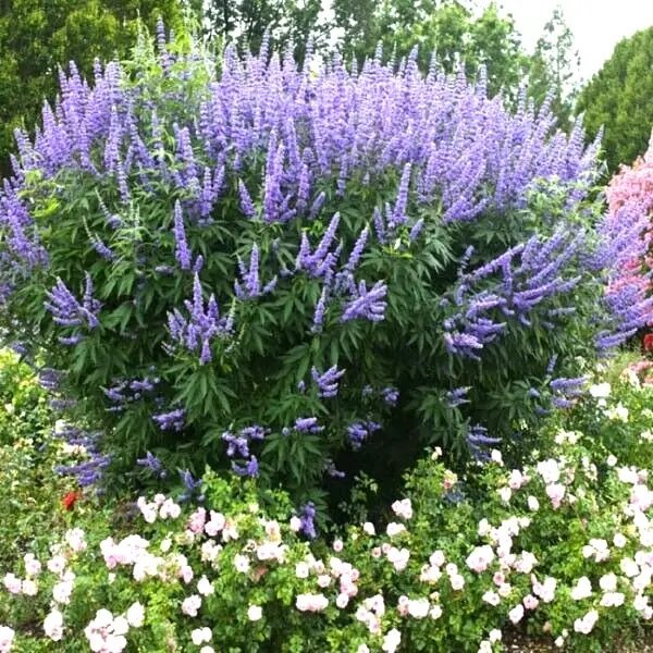 25 Lilac Chaste Tree Seeds Vitex Agnus Castus Fresh Garden