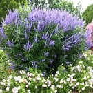 25 Lilac Chaste Tree Seeds Vitex Agnus Castus Fresh Garden
