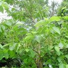 30 Fragrant Epaulette Tree Seeds Pterostyrax Hispida Fresh Garden
