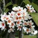 10 Tung Oil Tree Seeds Vernicia Fordii Fresh Garden