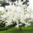 15 Davids Crab Apple Seeds Malus 'David' Fresh Garden