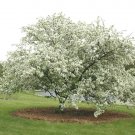 15 + Donald Wyman Crab Apple Seeds Malus " Donald Wyman " Fresh Garden