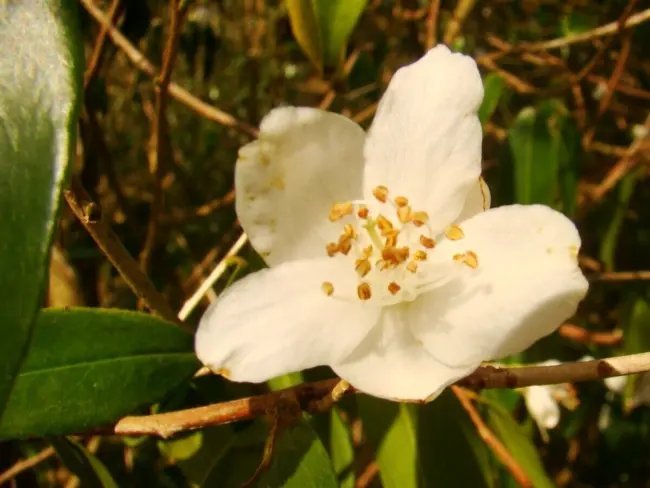 10 Cuspidate Camellia Seeds Camellia Cuspidata Fresh Garden