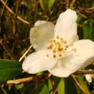 10 Cuspidate Camellia Seeds Camellia Cuspidata Fresh Garden