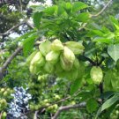 10 Colchis Bladdernut Tree Seeds Staphylea Colchica Fresh Garden