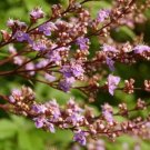25 Chinese Chaste Tree Seeds Vitex Negundo Fresh Garden