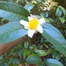 12 Camellia Furfuraceae Seeds Fresh Garden