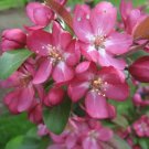 15 + Centurion Crab Apple Seeds Malus X 'Centzan' Fresh Garden