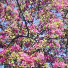 15 + Redbud Crab Apple Seeds Malus X Zumi " Calocarpa " Yellow Fruit Fresh Garden
