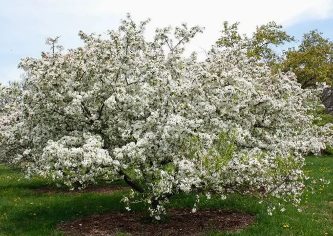 15 + Silver Moon Flowering Crab Apple Seeds Malus Fresh Garden