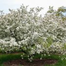 15 + Silver Moon Flowering Crab Apple Seeds Malus Fresh Garden