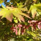 20 Wolff Japanese Maple Seeds Acer Palmatum 'Wolff' Fresh Garden
