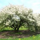 15 Walters Crab Apple Seeds Malus Baccata 'Walters' Fresh Garden
