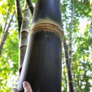 10 Rough Bamboo Seeds Dendrocalamus Asper Fresh Garden