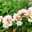 15 Mount Everest Quince Seeds Chaenomeles × Vilmoriniana Fresh Garden