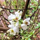 15 Fructico Alba Japanese Quince Seeds Chaenomeles × Superba 'Fructico Alba' Fresh Garden