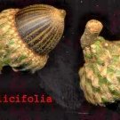 12 Bear Oak Acorns Quercus Ilicifolia Fresh Garden