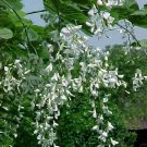 25 American Sweetshade Yellowwood Seeds Cladrastis Kentukea 'Sweetshade' Fresh Garden