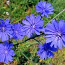 50 Common Chicory Seeds Cichorium Intybus Fresh Garden