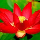 5 Fire Red Lotus Seeds Nelumbo Nucifera Fresh Garden