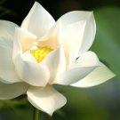 5 Snow White Lotus Seeds Nelumbo Nucifera Fresh Garden