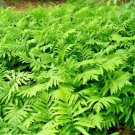 Sensitive Fern Seeds ( Spores ) Onoclea Sensibilis Fresh Garden