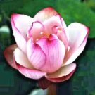 5 Purple Lip Lotus Seeds Nelumbo Nucifera Fresh Garden