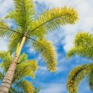 5 Foxtail Palm Seeds Wodyetia Bifurcata Fresh Garden