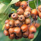 10 Wild Service Tree Seeds Sorbus Torminalis Fresh Garden