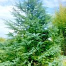 10 Shalimar Deodar Cedar Seeds Cedrus Deodara 'Shalimar' Fresh Garden