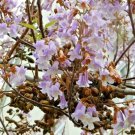 20 Fortune'S Empress Tree Seeds Paulownia Fortunei Fresh Garden