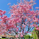 12 Pink Trumpet Tree Seeds Tabebuia Heterophylla Fresh Garden