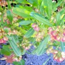 12 Varnish Leaf Seeds Dodonaea Viscosa (Florida Hop Bush) Fresh Garden