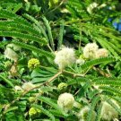 15 Littleleaf False Tamarind Seeds Lysiloma Watsonii Fresh Garden