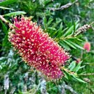 15 Scarlet Bottlebrush Seeds Callistemon Rugulosus Fresh Garden