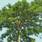 20 Chinese Bishopwood Seeds Bischofia Polycarpa Fresh Garden
