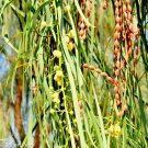 20 Shoestring Acacia Seeds Acacia Stenophylla Fresh Garden